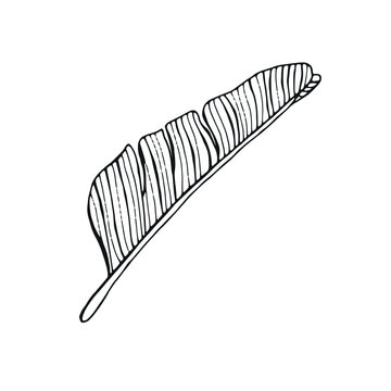 black and white banana leaf drawing