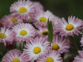 A lot of small multi-colored flowers daisies