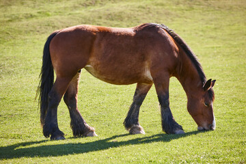 Fototapeta premium Horse grazing in a green pasture meadow. Livestock