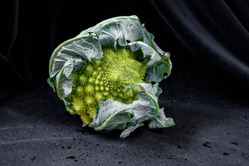 Romanesco pyramid broccoli on wet black velvet