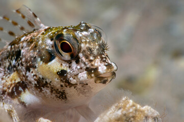 Close-up fish Lipophrys trigloides. Species of combtooth Mediterranean blenny fish - Lipophrys trigloides. Lipophrys trigloides is a species of combtooth blenny. Canakkale T&uuml;rkiye

