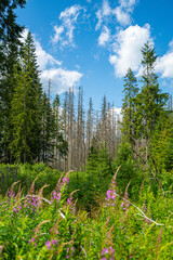 Scenic views from the heart of the Tatra Mountains, featuring the enchanting Polana Rusinowa, the picturesque Gęsia Szyja, and the breathtaking Hala Gąsienicowa. Explore the serene beauty. © Tomasz