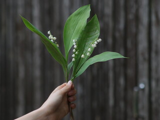 The hand holds lilies of the valley