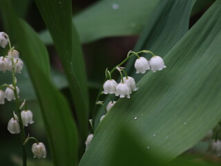 Lily of the valley flowers on a background of grass and a large leaf