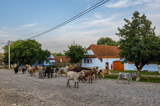 Goats in the village of Viscri in Romania	
