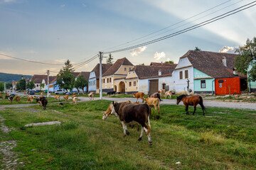 Cows in the village of Viscri in Romania	 - obrazy, fototapety, plakaty