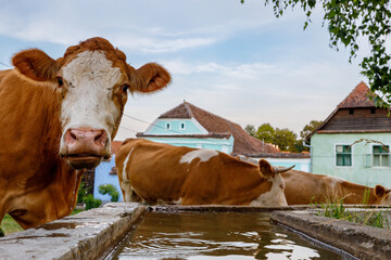 Cows in the village of Viscri in Romania	 - obrazy, fototapety, plakaty