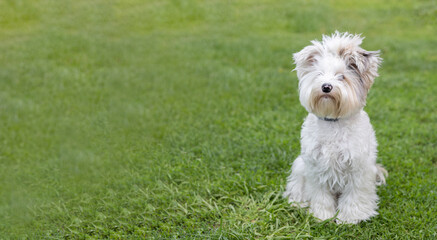 A beautiful Biewer Yorkie dog sits on the grass and looks at the camera. Cute Yorkie dog posing for...