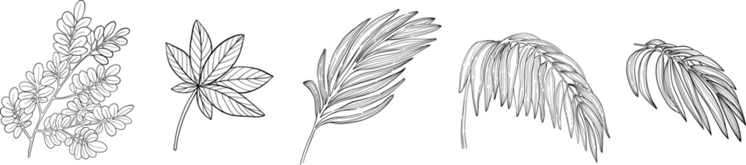 Set of palm leaf drawings. Linear vector clipart.