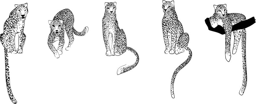 Clip art of hand-drawn leopards. Carnivorous exotic animals. Vector illustration.