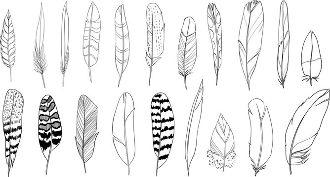 Set of hand drawn bird feathers. Vector linear set of isolated elements.