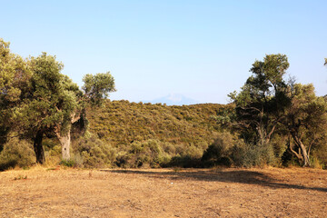 tree in region