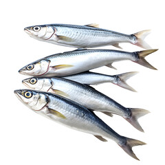 Fresh sardines at the seafood market on transparent background cutout - Generative AI	