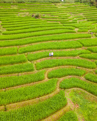 Terraced Rice Field in Chiangmai, Thailand, Pa Pong Piang rice terraces, green rice paddy fields during rainy season. A couple of men and a woman visit the green rice terraces