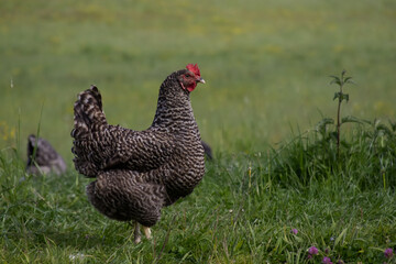 A speckled hen against the background of a green lawn and wildflowers copy space