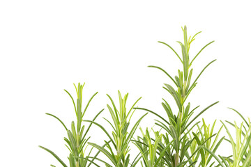 Branches of rosemary on a white background