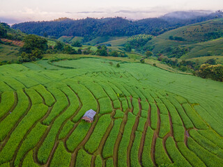 sunset with green Terraced Rice Field in Chiangmai, Thailand, Pa Pong Piang rice terraces, green rice paddy fields during rain season