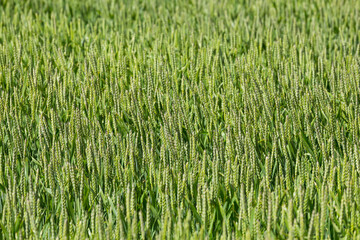 green wheat field