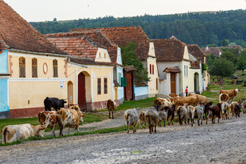 Cows in the village of Viscri in Romania	
 - obrazy, fototapety, plakaty