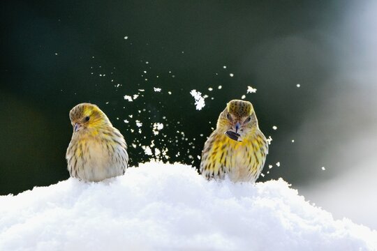 Winter scenery with couple of Eurasian siskin birds (Spinus spinus) searching for food in the snow .