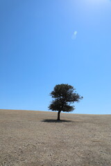 Tree in the desert