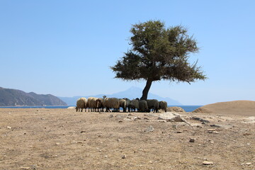 Sheep hide from the sun under a tree