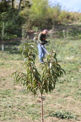 person picking grapes in a farm
