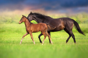 Foal with mare run