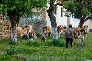 Cows in the village of Viscri in Romania	
 - obrazy, fototapety, plakaty