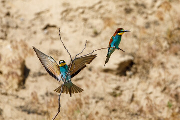 Colorful Bee Eater in the Danube Delta	