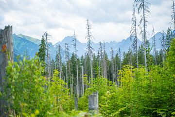 Harmony of Nature: A Tranquil Journey Through the Polana Rusinowa Trail © Tomasz