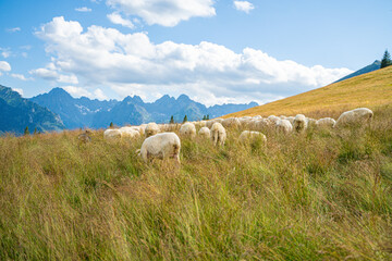 Scenic views from the heart of the Tatra Mountains, featuring the enchanting Polana Rusinowa, the picturesque Gęsia Szyja, and the breathtaking Hala Gąsienicowa. Explore the serene beauty. © Tomasz