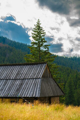 Harmony of Nature: A Tranquil Journey Through the Polana Rusinowa Trail © Tomasz