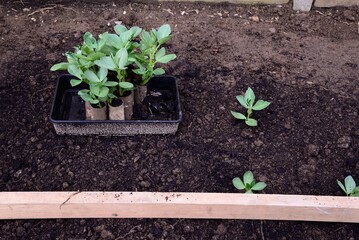 Broad bean seedlings (Vicia Faba) planted in toilet rolls sitting in a seed tray ready for planted out, Somerset, UK, Europe.
