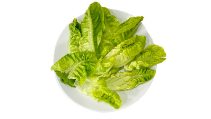 Cos Lettuce leaves in white plate, isolated on white background