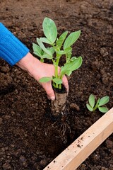 Planting out Broad bean seedlings (Vicia Faba) during the Springtime using a wooden stick as a guide, Somerset, UK, Europe.