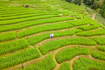 Terraced Rice Field in Chiangmai, Thailand, Pa Pong Piang rice terraces, green rice paddy fields during rainy season. A couple of men and a woman visit the green rice terraces