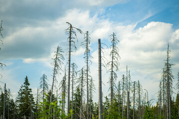 Harmony of Nature: A Tranquil Journey Through the Polana Rusinowa Trail © Tomasz