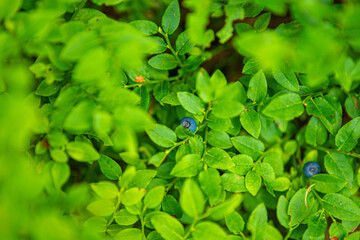 Harmony of Nature: A Tranquil Journey Through the Polana Rusinowa Trail © Tomasz
