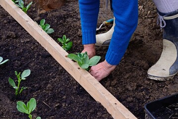 Planting out Broad bean seedlings (Vicia Faba) during the Springtime using a wooden stick as a guide, Somerset, UK, Europe. - 659834141