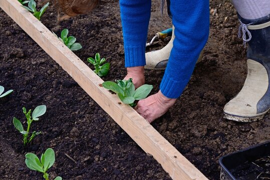 Planting out Broad bean seedlings (Vicia Faba) during the Springtime using a wooden stick as a guide, Somerset, UK, Europe.