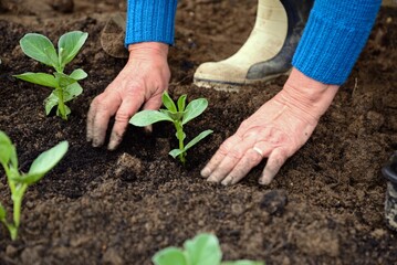 Broad Bean seedlings being planted in a veg plot, Somerset, UK, Europe. - 659834371