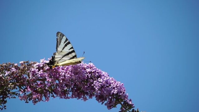 A common yellow swallowtail Papilio machaon on the flower of a butterfly bush Buddleja davidii . Close up, slow motion
