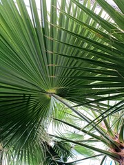 Large palm leaves in the botanical garden