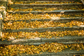 autumnal painted leaves on stairs in sun
