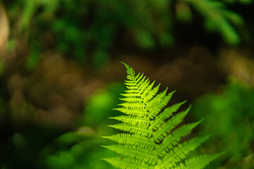 Harmony of Nature: A Tranquil Journey Through the Polana Rusinowa Trail © Tomasz
