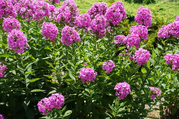 A lot of pink flowers of Phlox paniculata in July