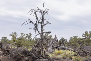 Wildflower, shrubs, pines and junipers growing on lava flows in the Craters of the Moon National Monument