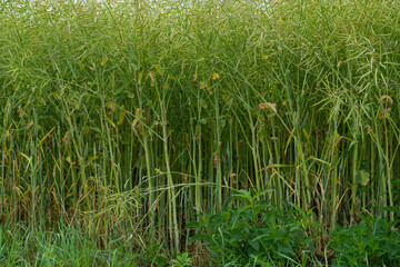Fototapeta premium Ripe Canola Field, Green Rapeseed Pods, Mustard Plant Harvest, Oil Plants Farm, Rapeseed Pods Closeup