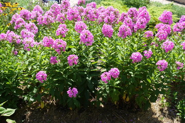 Fototapeta premium Numerous pink flowers of Phlox paniculata in July